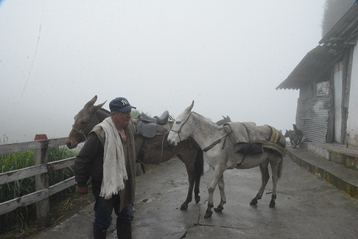 Foto|Freddy Arango|LA PATRIA La vereda Oromazo está en Casabianca (Tolima), municipio en zona de amenaza alta por la actividad del Volcán Nevado del Ruiz; sin embargo hay allí finqueros que se resisten a evacuar porque sienten que no hay garantías para el manejo de cultivos y del ganado, de los que subsisten. Algunos vivieron la erupción del Ruiz de 1985 y afirman que por experiencia saben cómo enfrentar la situación.