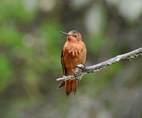 Foto | Freddy Arango | LA PATRIA
