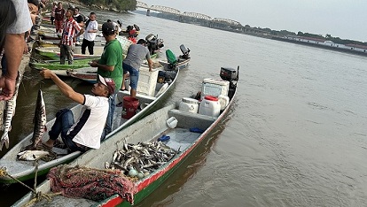 Diferentes especies de peces están atrapando con sus redes los pescadores de La Dorada en la primera subienda de este año, que se presenta a pesar de los bajos niveles del río Magdalena y de las altas temperaturas. La temporada se convierte en una oportunidad para las familias que dependen de este oficio como fuente de ingresos.