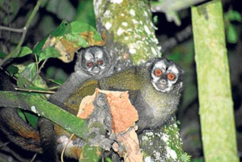 En el Eje Cafetero habitan los monos nocturnos (Aotus lemurinus), pero están en peligro de extinción. Expertos, organizaciones ambientales y comunidad hacen un llamado a las autoridades, incluyendo las ambientales, a unir esfuerzos y crear estrategias de conservación. Hay que evitar que estos primates sean víctimas de electrocución, pues las redes eléctricas son una amenaza para ellos.