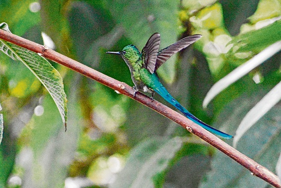 Foto | Freddy Arango | LA PATRIA