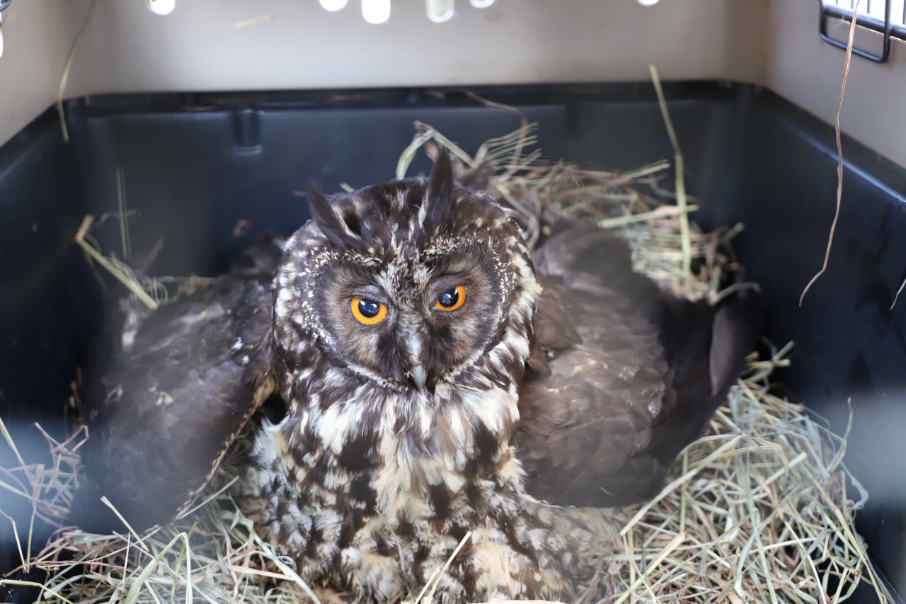 Foto | Cortesía Policía | LA PATRIA Búho orejudo.