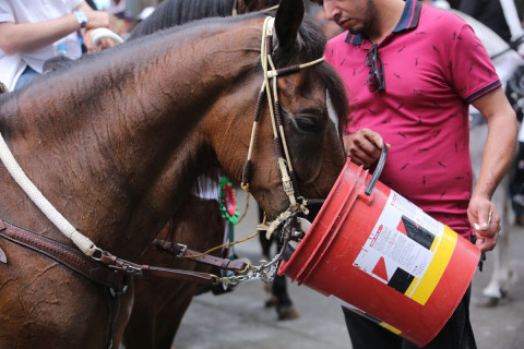 El cuidado de los equinos estuvo a cargo de sus dueños y de la Secretaría de Medio Ambiente de Manizales.