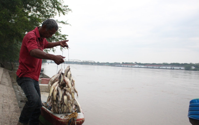 Los pescadores sacan sus racimos de peces desde las canoas para exhibirlos a los compradores.
