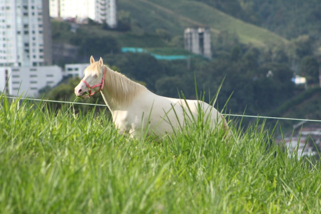 Perla, caballo albino 