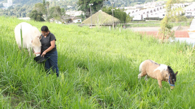 Perla y Mago salen a pastar libremente por la hacienda. Para llamar a sus caballos, Valeria lleva en un balde comida.