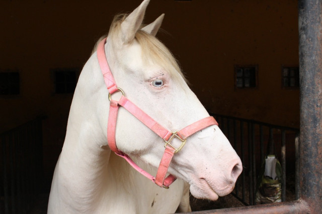 Debido a su albinismo los caballos de Perla son azules. Su condición es un arma de doble filo entre su belleza y delicadeza.