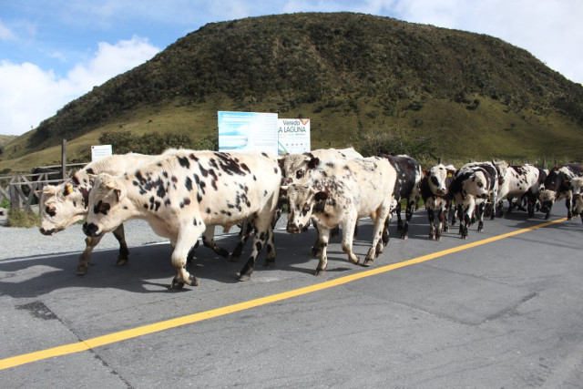 Si tiene suerte podrá encontrarse sobre la carretera una grupo de vacas que embellecen el paisaje.