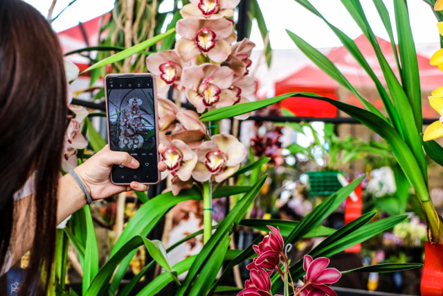 Mujer fotografiando una orquídea con un celular