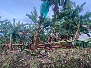 Cultivos de plátano resultaron afectados por vendaval.