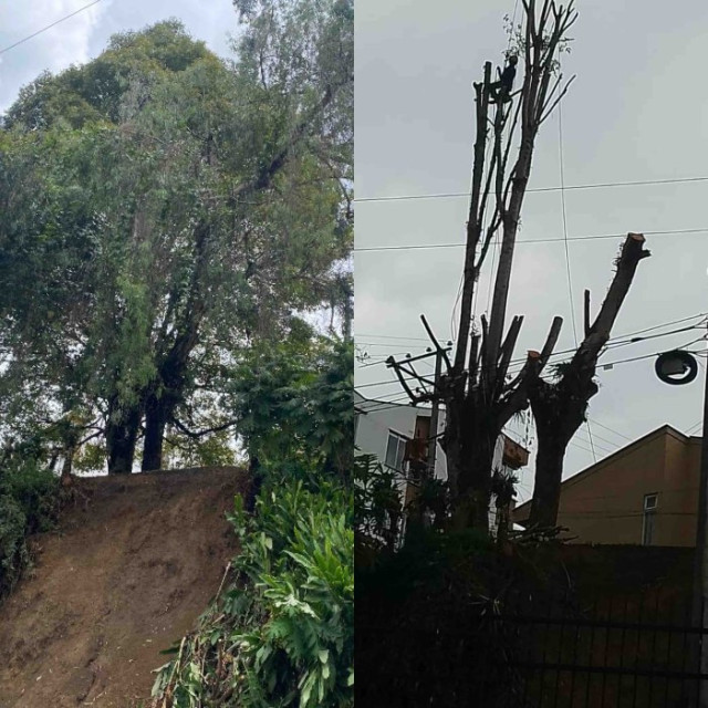 Fotos | Cortesía | LA PATRIA En la izquierda el árbol antes de ser podado, en la derecha después de ser podado.