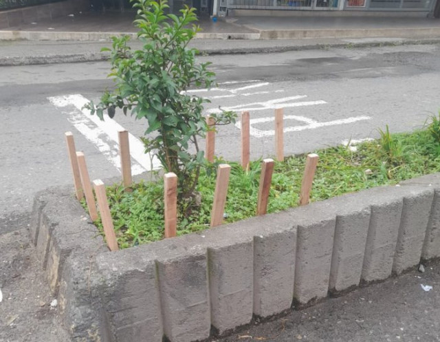 Foto | Cortesía | LA PATRIA   Algunos pequeños arboles ha tocado cercarlos para evitar que los plasten con las bolsas de Basura.