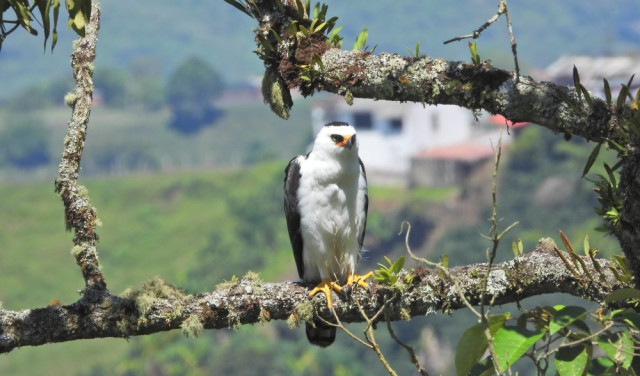 Águila enmascarada o águila blanquinegra (Spizaetus melanoleucus)