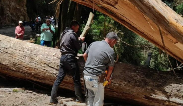 Caída de árbol en Marulanda
