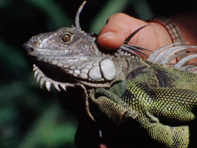 Foto | Cortesía La Vulcanizadora | LA PATRIA Su primera proyección en Manizales fue el 25 de junio.