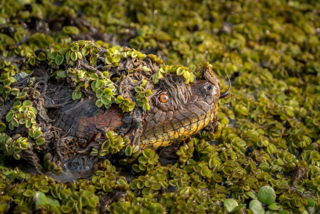 Mención categoría Fauna. Monstruo de los llanos, por María Paula Lozano Moreno, de Bogotá. 