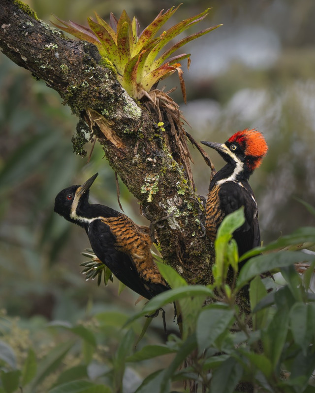 Mención categoría Aves. Carpinteros poderosos, por Luis Fernando Cáceres Gómez, de Bucaramanga. 