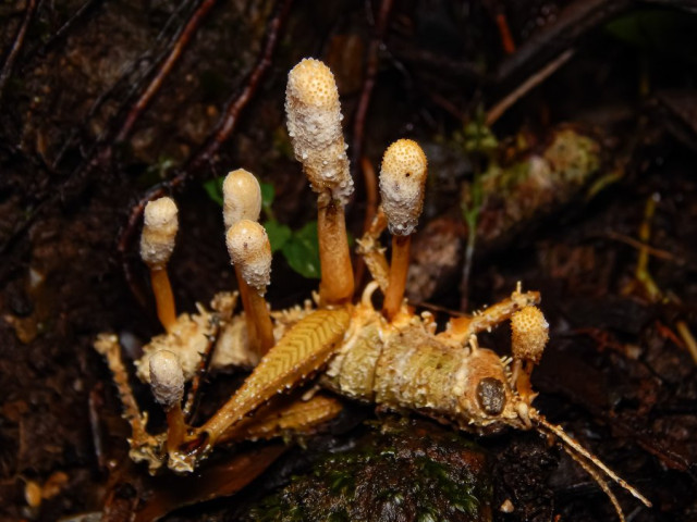 Primer puesto en la categoría Flora y Fungi. Donde florece la muerte, por Khristian Venegas Valencia, de Villa de Leyva. 