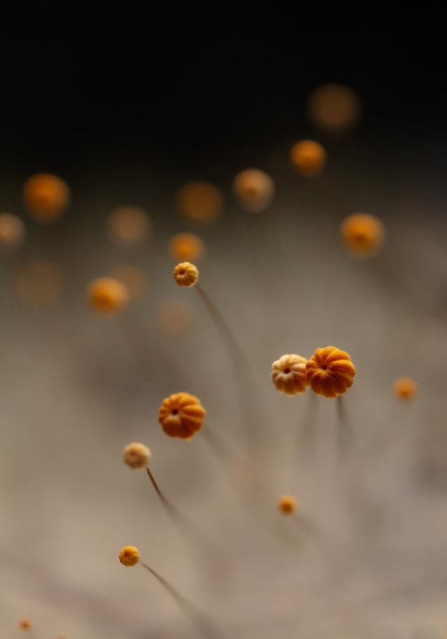 Segundo puesto en la categoría Flora y Fungi. Festival de paracaidismo, por Mauricio Morales Pérez, de Pereira.