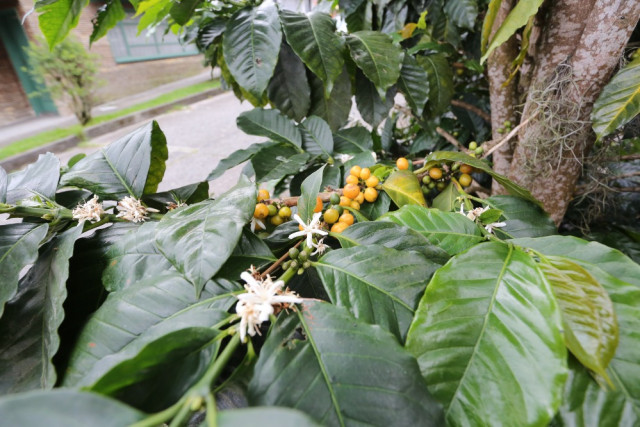 Algunos de los granos que da el árbol del antejardín de la casa de Adalberto.