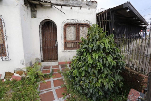 Algunos de los granos que da el árbol del antejardín de la casa de Adalberto.