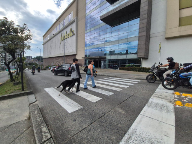 Video: en modo supervivencia, cruces con peligros para peatones en una avenida de Manizales 3. A diario, Johanna Garzón alista su paciencia en el cruce peatonal de Mall Plaza, sobre la avenida Kevin Ángel. En esta ocasión, camina con su perro. "Como no hay un semáforo, los carros siguen y siguen. Hay que esperar que den la vía", relata la residente de La Daniela. Para ella, la solución podría ser un semáforo peatonal.