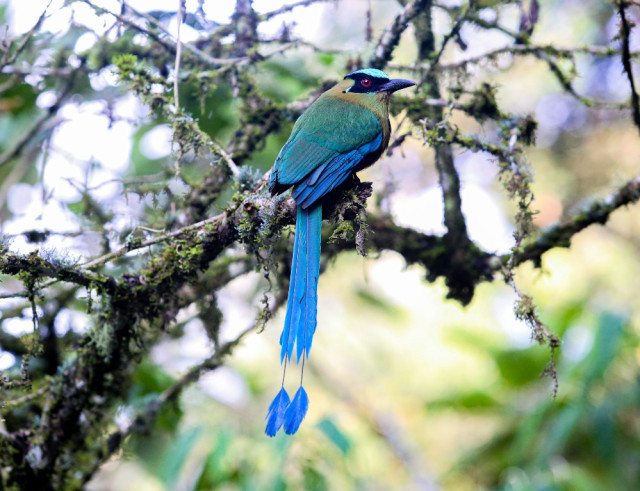 En la imagen se observa el Barraquero (Momotus momota) en el Ecoparque Los Alcázares.
