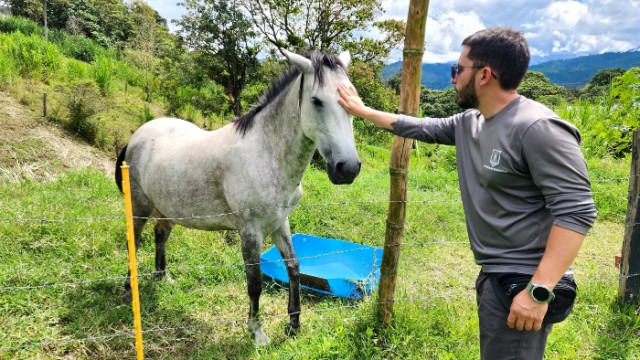 Esta yegua nació en la UPA. La acompaña Juan Camilo Marín, médico veterinario. Esta yegua nació en la UPA. La acompaña Juan Camilo Marín, médico veterinario.