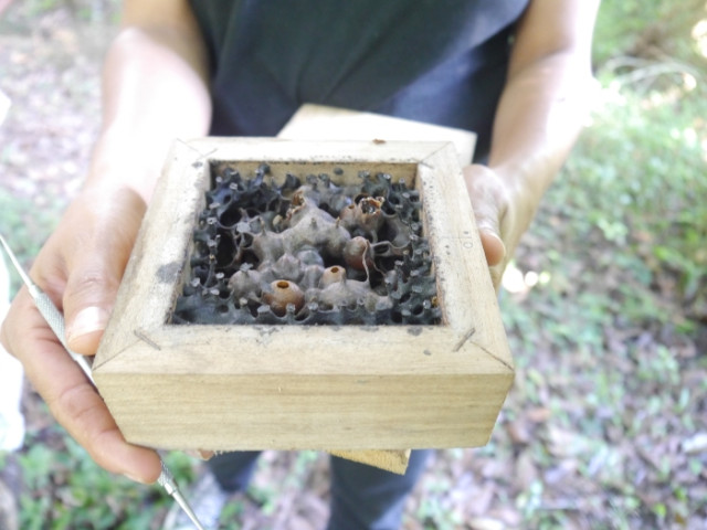 Las familias establecieron un santuario de abejas llamado Najil Cab, donde aprenden sobre el cuidado de estos insectos y su papel fundamental en la polinización.