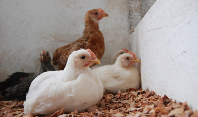 Avances en salud aviar: extractos naturales superan a tratamientos químicos en pollos