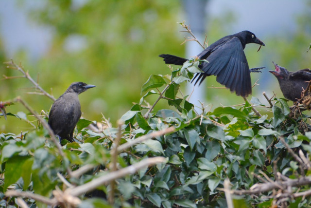 Tordo Llanero o Tordo Negro (Quiscalus lugubris), es protagonista en el parque principal de Pensilvania.