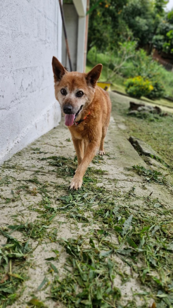 Murió un mono de Chipre