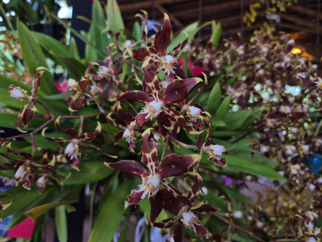 Conozca la ganadora a mejor orquídea de la XX Exposición Nacional de Orquídeas de Manizales