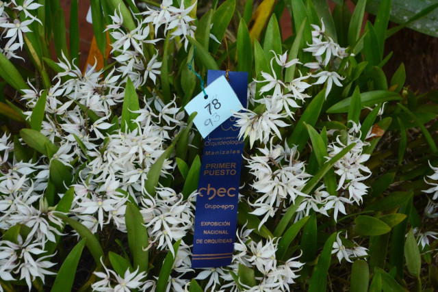  XX Exposición Nacional de Orquídeas: Así eligieron las mejores de la edición