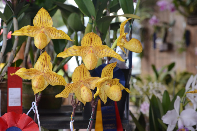 Conozca la ganadora a mejor orquídea de la XX Exposición Nacional de Orquídeas de Manizales