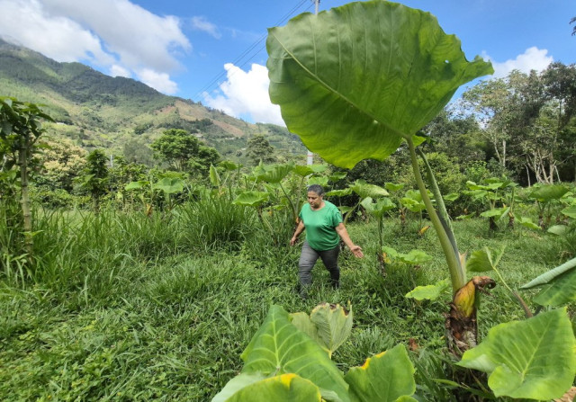Diana Cristina Murillo coordina el banco forrajero de la Granja San José. El proyecto garantiza la alimentación de las especies menores.