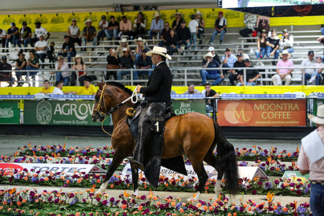 Así arrancó la Feria Equina en Manizales: competencias, remates y plan familiar todo el fin de semana