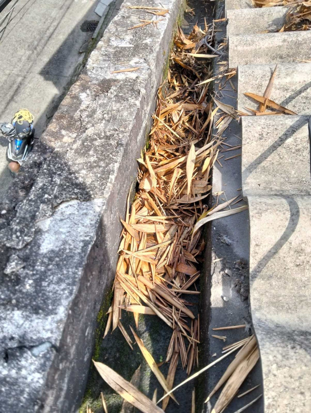 Guadual amenaza casas en el Campín