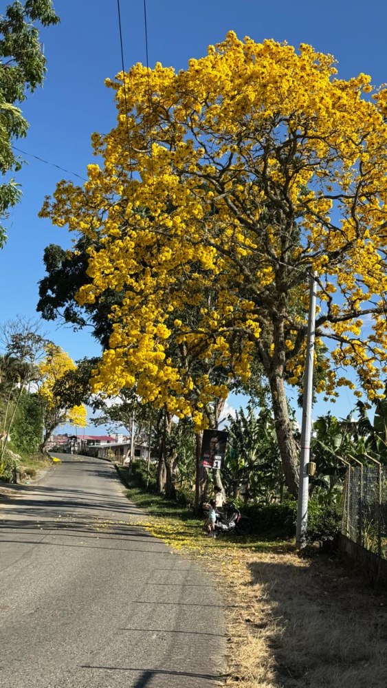 Se ven principalmente en la vía que de Anserma conduce al municipio de Risaralda.