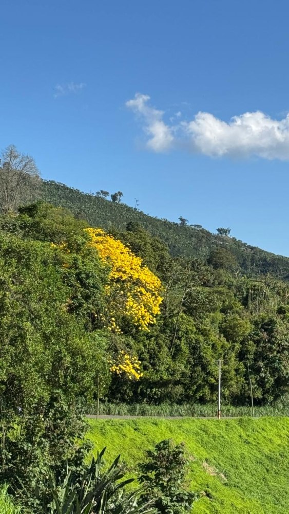 Estos árboles se asoman a la carretera por entre otros cerca al área urbana de Anserma.
