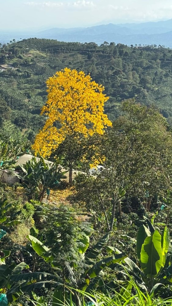En Anserma, los días de sol permiten disfrutar de los guayacanes en su esplendor.