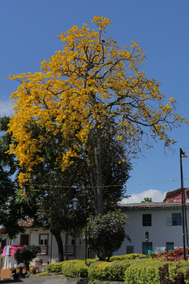 En el parque La Valvanera, sector El Alto en Salamina, también floreció el guayacán.