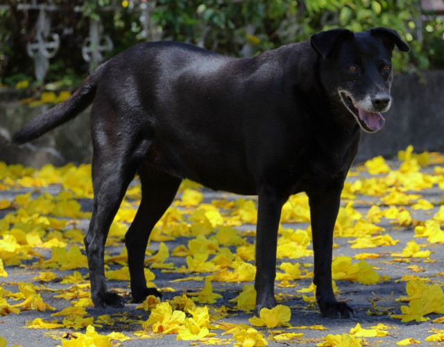 Este perro disfruta de un tapete amarillo dejado por el guayacán en Salamina.
