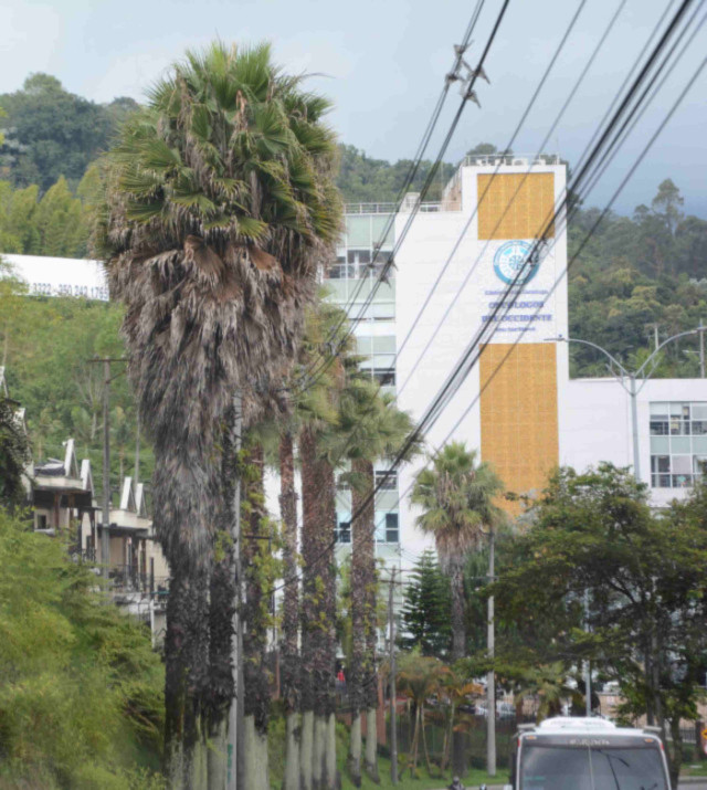 Le hacen mantenimiento a las palmeras