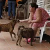 Ana Cristina Martínez juega con sus perros. 