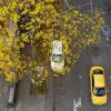 El gris del asfalto en la calle 53B, en El Triángulo, se tiñe cada año con el techo amarillo de estas flores.