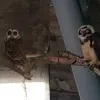 Los búhos en la Catedral de Manizales. Un búho moteado (Strix albitarsis) y un búho de anteojos (Pulsatrix perspicillata). 