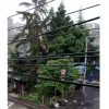 En Villa Hermosa los vecinos denunciaron hace un año el crecimiento del árbol y el riesgo que implica. Según la Secretaría de Medio Ambiente de Manizales ya visitaron el lugar y están pendientes de la intervención de Emas.  Foto | Cortesía | Q’HUBO