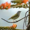 Un pequeño borde de bosque a un lado del patinódromo de La Enea (Manizales) sirve de hábitat para aves locales y migratorias como esta reinita verderona (Leiothlypis peregrina).