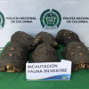 Estas son las tortugas recuperadas.